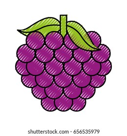 grapes fresh fruit isolated icon