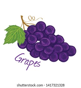 Grapes, fruit doodle drawings vector illustration.