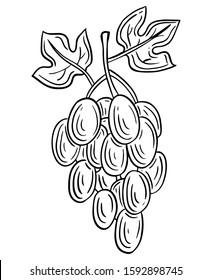 grapes fruit hand drawn engraved sketch drawing vector illustration