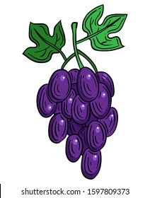 grapes fruit hand drawn engraved sketch drawing vector illustration