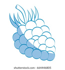 grapes fruit icon