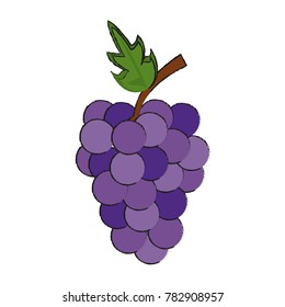 Grapes fruit isolated