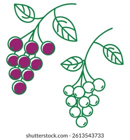 Grapes Fruit Line Art Vector for Kids Hand Drawing and Learning – Simple Tropical Fruit Outline Illustration