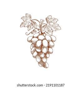 Grapes fruit sketch. Vector isolated organic natural farm fruits, grapes vine