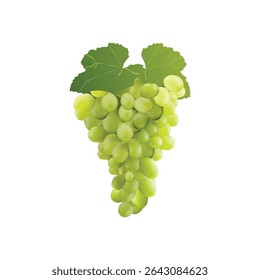 grapes fruit Slice illustration on white backgorund vol 02