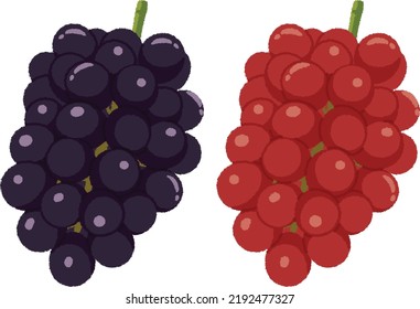 Las uvas son una fruta que tiene una larga historia de cultivo y es popular en todo el mundo. En Japón, a menudo se come crudo, y en el extranjero se cultiva principalmente como ingrediente del vino.
