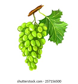 grapes fruit vector illustration  hand drawn  painted watercolor