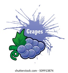 Grapes , Fruit . vector illustration. Fruit for your design.