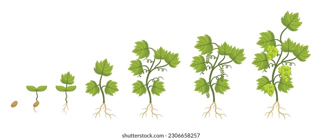 Grapes Go Through Stages Of Growth, Seed, Sprout, Budburst, Flowering, Fruit Set, Veraison, Harvest. Buds Emerge, Bloom, Fruits Form, Change Color, And Get Harvested. Cartoon Vector illustration