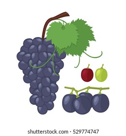 Grapes. Grape bunch of berries and fruit separately, white and pink grapes.