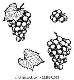 Grapes and grape leaf. Vector illustration of grapes isolated on a white background.