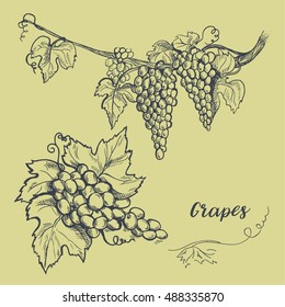 grapes graphic vine wine 