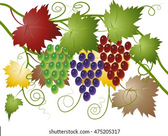 Grapes green, red and blue