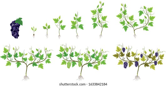 Grapes Growing Stages from Sprout to Veraison Vector Set