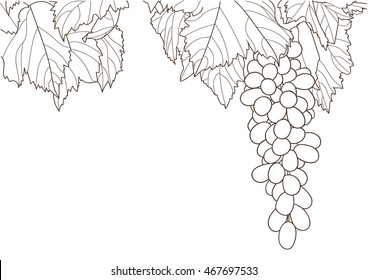 grapes hand drawing coloring vector