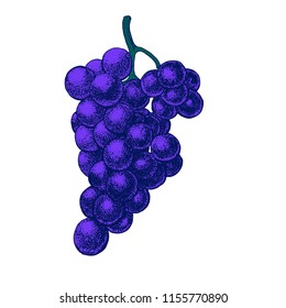 grapes hand drawing, vector color illustration isolated on white background