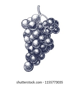 grapes hand drawing, vector illustration isolated on white background
