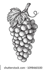 Grapes hand drawn engraving style illustration