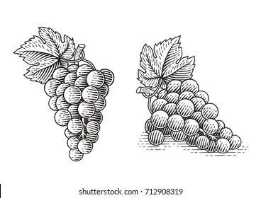 Grapes. Hand drawn engraving style illustrations.