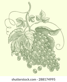 Grapes. Hand drawn engraving. Vector illustration. 8 EPS  