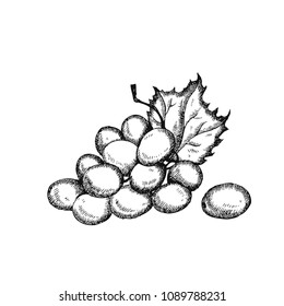Grapes. Hand drawn fruit isolated on white. Can be used for vegan products, brochures, banner, restaurant menu, farmers market and organic food store