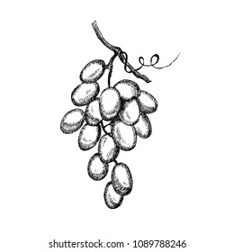 Grapes. Hand drawn fruit isolated on white. Can be used for vegan products, brochures, banner, restaurant menu, farmers market and organic food store