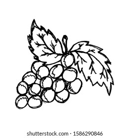 Grapes Hand Drawn Icon Vector Simple Design