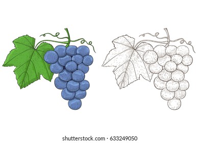 Grapes. Hand drawn sketch. Vector illustration isolated on white background