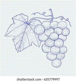 Grapes. Hand drawn sketch. Vector illustration on notebook sheet background