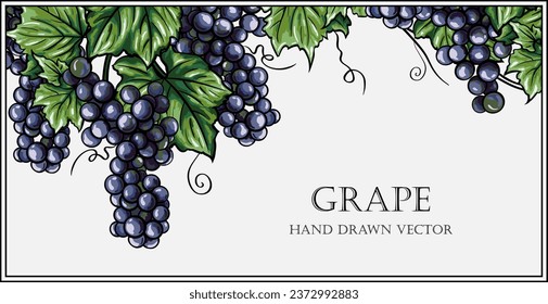 Grapes hand drawn vector background