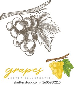Grapes hand drawn vector illustration