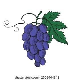 Grapes hand drawn vector illustration. Engraved vintage drawing grapevine, healthy food, delicious dessert, harvest fruit. The images are created without use of any artificial intelligence software