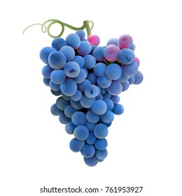 Grapes.
Hand drawn vector illustration of a big bunch of grapes.Detailed realistic image on transparent background.
