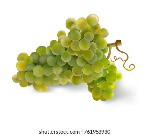 Grapes.
Hand drawn vector illustration of a big bunch of grapes.Detailed realistic image on white background.
