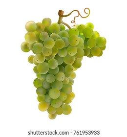 Grapes.
Hand drawn vector illustration of a big bunch of grapes.Detailed realistic image on transparent background.

