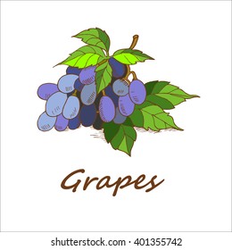 Grapes are hand-drawn. Vector illustration.