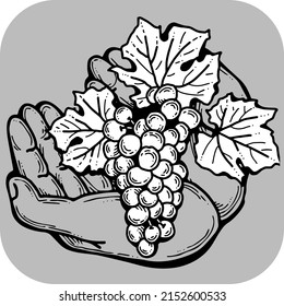 Grapes harvest in farmers hands. Etiquette logo design for wine bottle. Autumn rural vino festival. Winery production. Organic healthy food. Hand drawn vintage vector illustration. Old style drawing. 