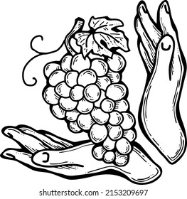 La cosecha de uvas en manos de los agricultores. Diseño del logotipo de etiqueta para la botella de vino. Festival rural vino de otoño. Producción de vinos. Alimentos orgánicos saludables. Ilustración vectorial vintage dibujada a mano. Dibujo de estilo antiguo. 