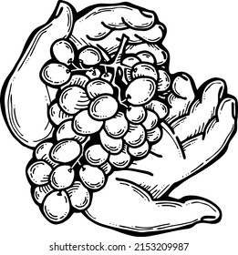 Grapes harvest in farmers hands. Etiquette logo design for wine bottle. Autumn rural vino festival. Winery production. Organic healthy food. Hand drawn vintage vector illustration. Old style drawing. 