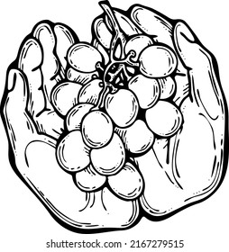 Grapes harvest in farmers hands. Etiquette logo design for wine bottle. Autumn rural vino festival. Winery production. Organic healthy food. Hand drawn retro vintage illustration. Old style drawing. 