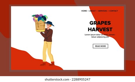 grapes harvest man vector. wine vineyard, vintner winery, vine fruit, worker hand, winemaker red grapes harvest man web flat cartoon illustration