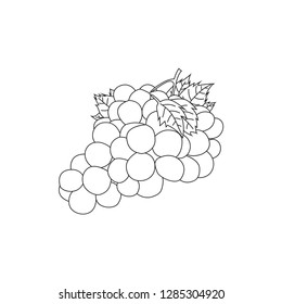 Grapes icon, vector fruit illustration, nature wine, Line Design