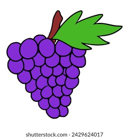 grapes illustration hand drawn colored vector	