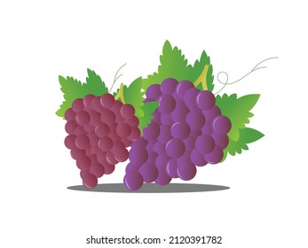 Ilustración de uvas en alta resolución para muchos tipos de uso.