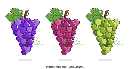 grapes illustrations vector set collections purple red green grapes