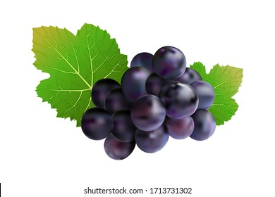 Grapes isolated on white background. Wine grapes icon. Bunch of purple grapes with leaf. Blue grape cluster with green leaves. For design element, label, cards. menu, poster, banner. Stock vector