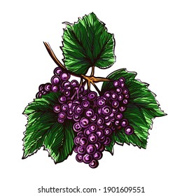 Grapes isolated on a white background. Grapevine hand drawn vector illustration.