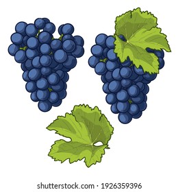 Grapes isolated on white background. Bunch of grapes with leaves. Vector illustration for any design.