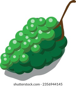 uvas aisladas de fondo blanco
