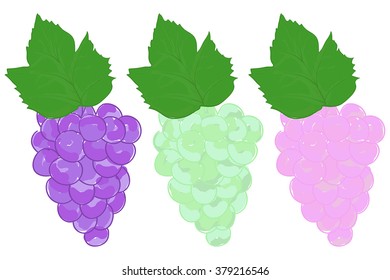 Grapes isolated on white background. Vector illustration.